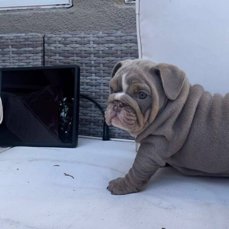 Sweet English Bulldog Puppy - Lulu