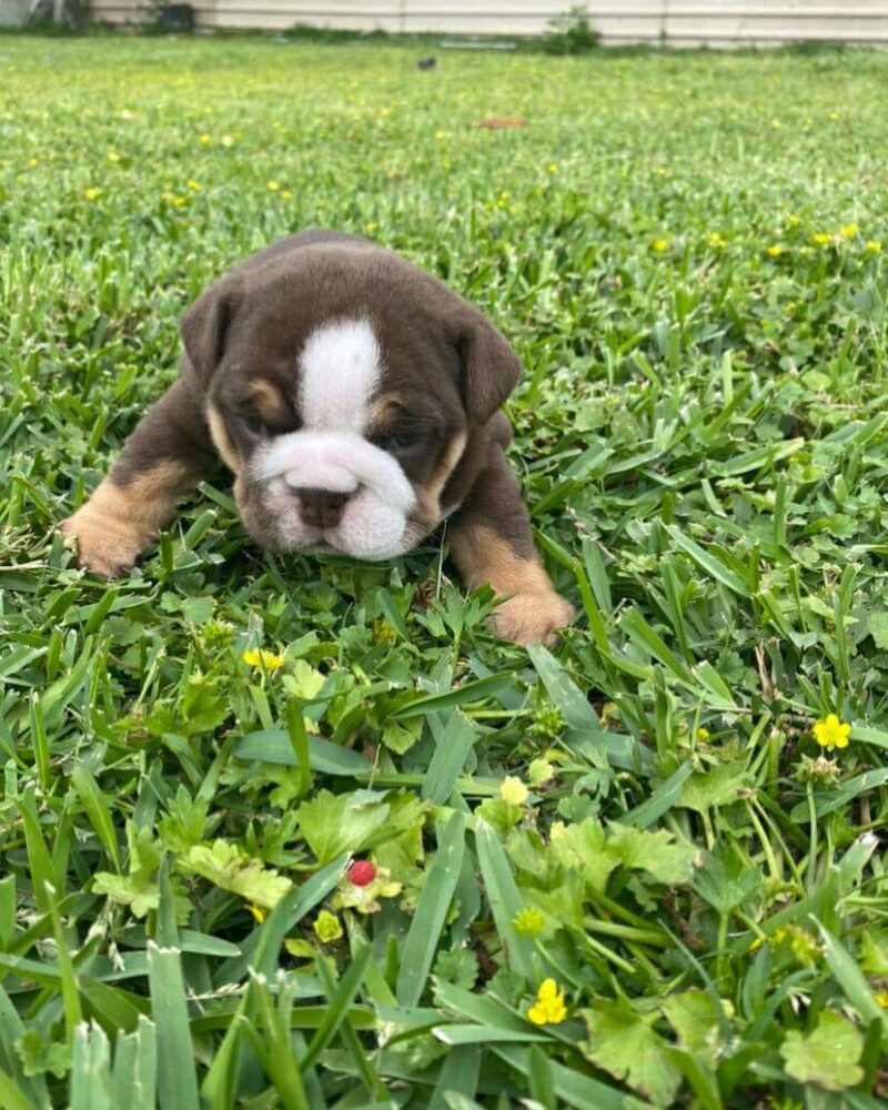 Friendly English Bulldog Puppy - Luna