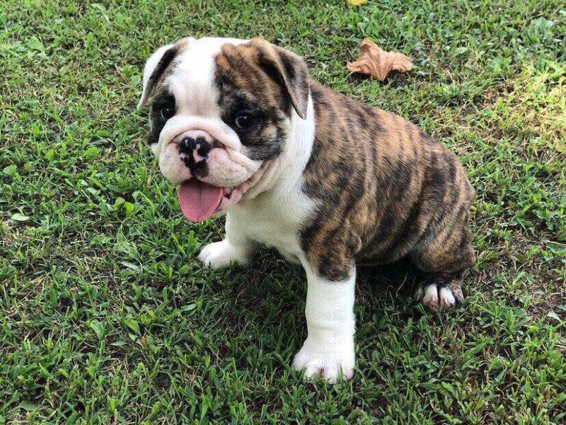 Charming English Bulldog Puppy - Max