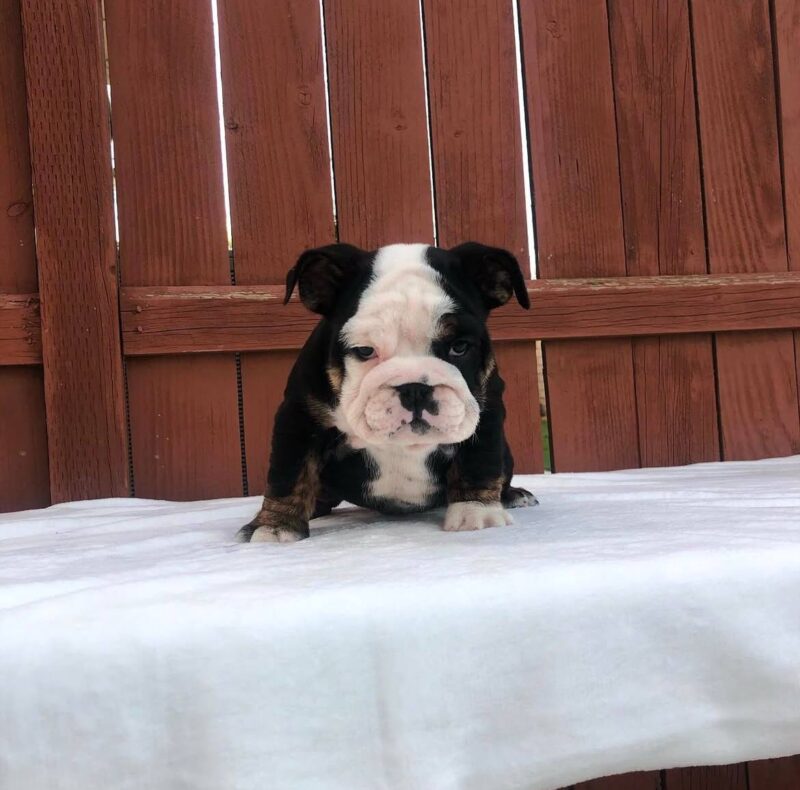 Friendly and Curious English Bulldog Puppy - Zhora