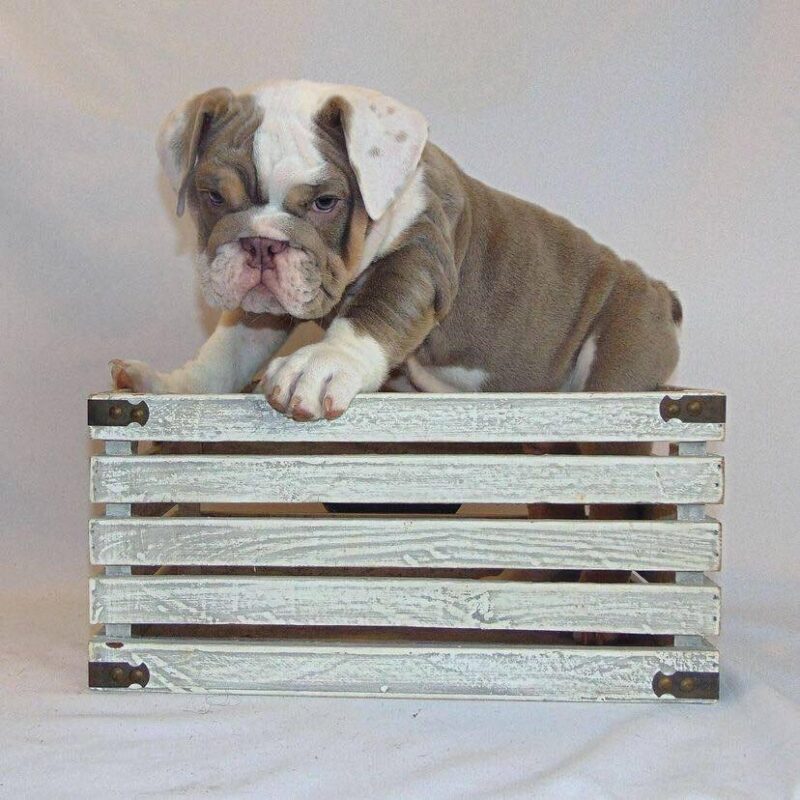 Playful English Bulldog Puppy - Zoe