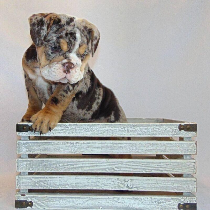 Playful, Affectionate and Friendly English Bulldog Puppy - Cookie